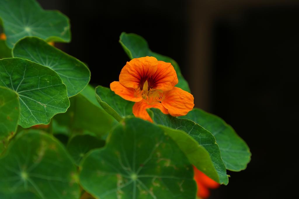 Pavithram Homestay Мунар Екстериор снимка
